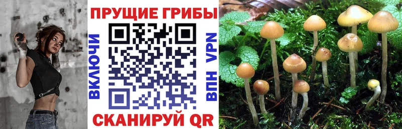 Псилоцибиновые грибы Psilocybine cubensis  наркота  Белёв 